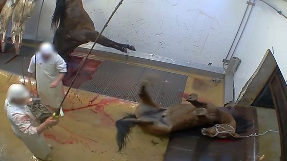 Capture d'écran d'une vidéo de l'association de défense des animaux L214 - Abattoir municipal d'Alès ©AFP - COURTESY OF L214 VIA YOUTUBE / AFP