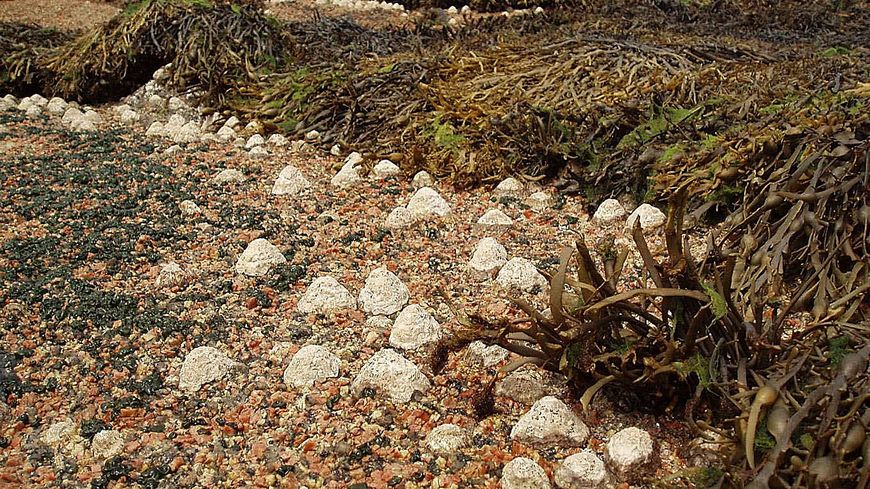 Berniques dans leur état naturel