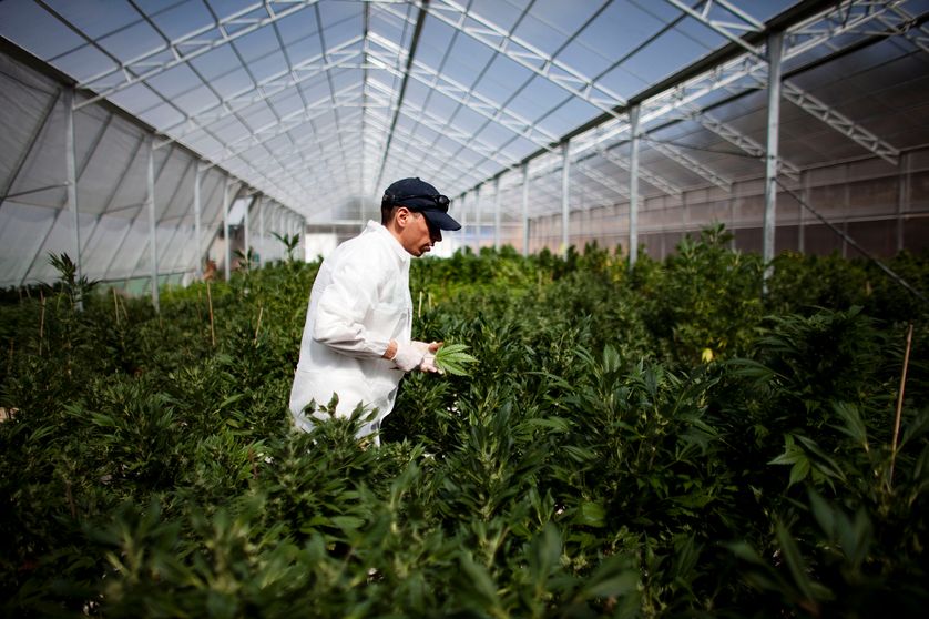 Culture de cannabis en Israël en mars 2011