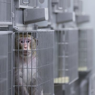 Un macaque dans une cage du laboratoire de l'Institut central d'expérimentation animale (ZTE) de la faculté de médecine de l'Université de Münster, Münster, Allemagne