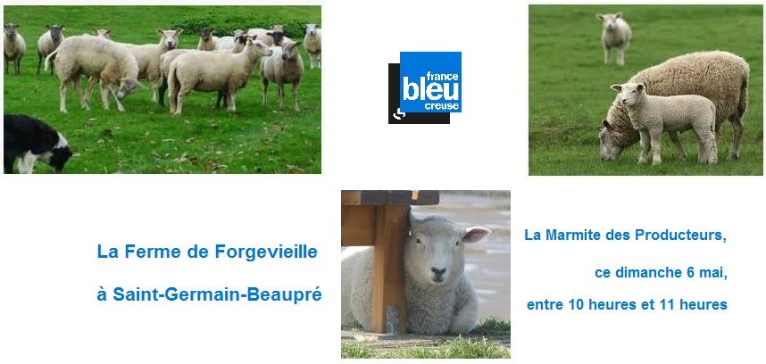 Quelques-unes des brebis de Sébastien Dufresne, plutôt spécialisé en Rouge de l'Ouest et Suffolk