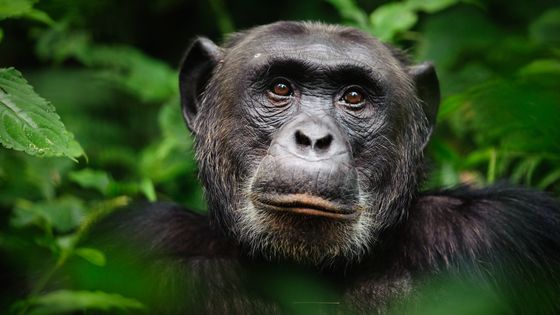 Chimpanzé en Ouganda ©Getty - Marc Guitard