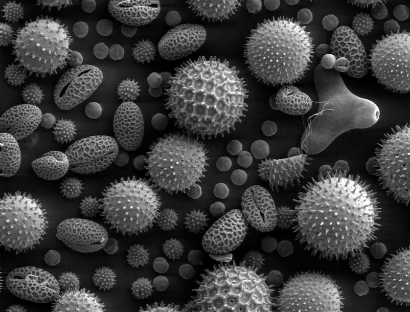 Pollens