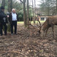 Le cerf de Jean-Philippe Varin