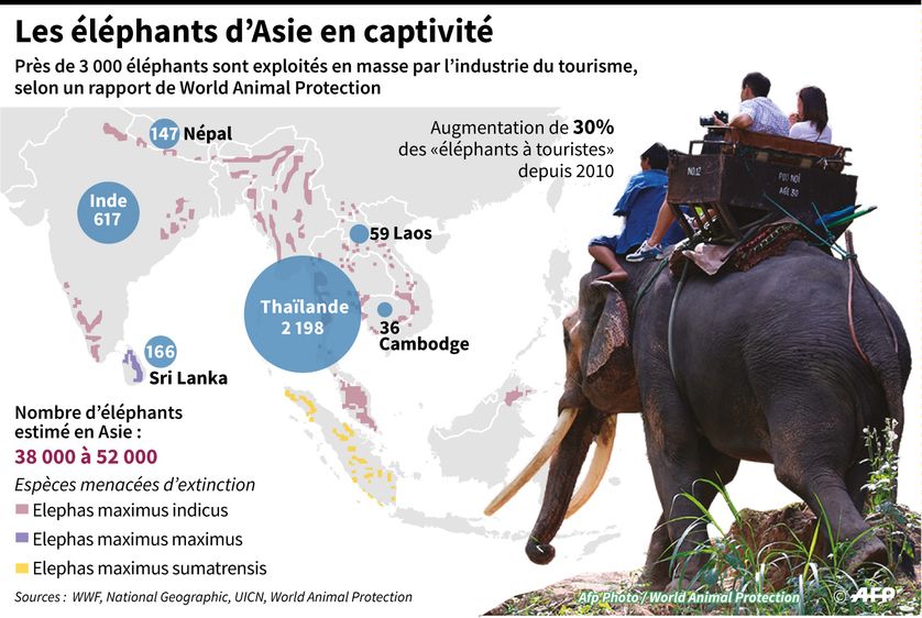 statistique du nombre d'éléphants exploités pour l'industrie du tourisme en Asie
