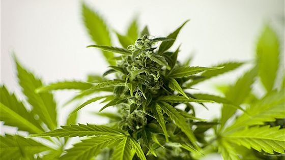 La Creuse voudrait se lancer dans la culture et la transformation du cannabis à usage thérapeutique ©AFP - Patrick Lefevre / BELGA MAG / BELGA