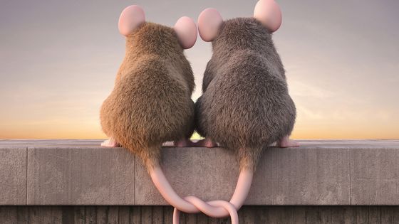 Une sérénade pour séduire : la technique de drague des souris mâles ©Getty