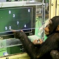 Ayumu le chimpanzé du Primate Research Institute de l'université de Kyoto