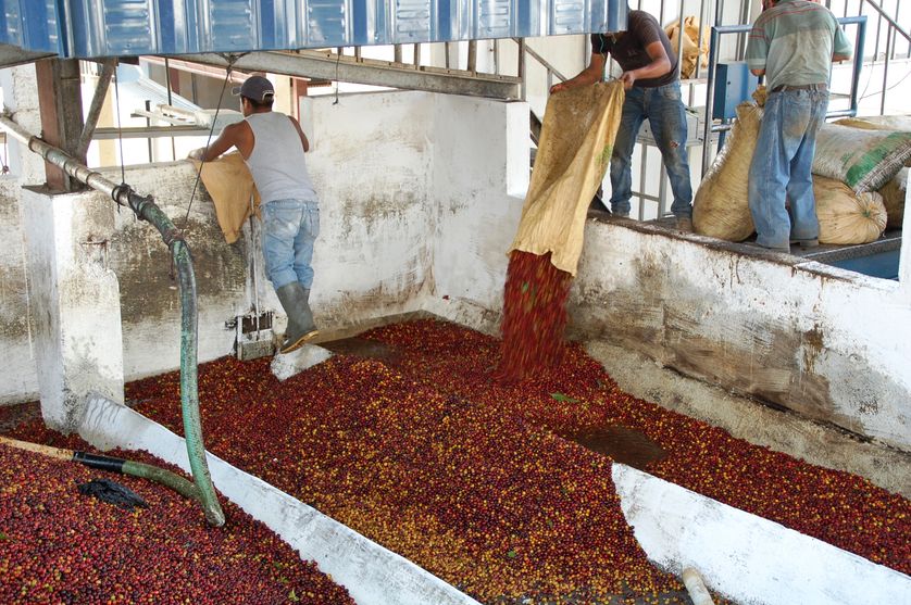L'arrivée du café à la coopérative Acatenango.