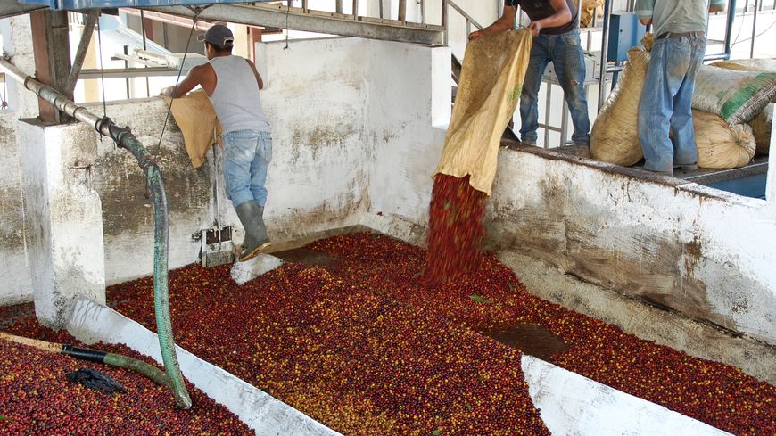 L'arrivée du café à la coopérative Acatenango.