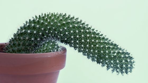Cactus ©Getty - by ana gassen