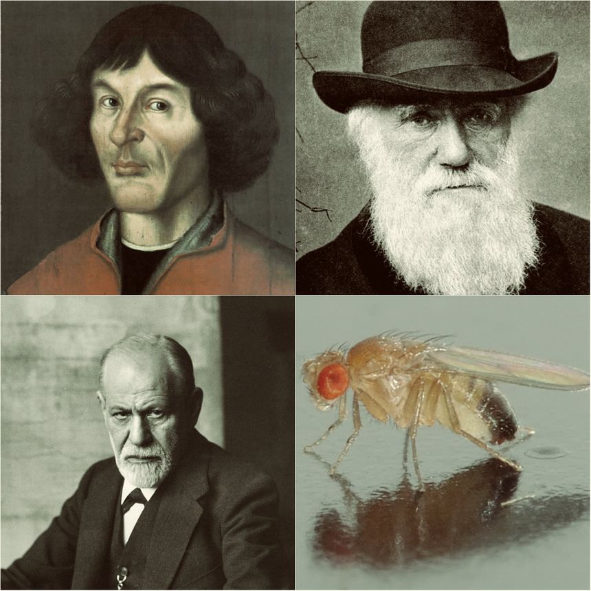Portrait de Nicolas Copernic / Photographies de Charles Darwin / Sigmund Freud / une mouche à fruit (Drosophile)