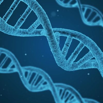 ADN