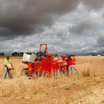 Moissons de blés anciens de Bernard Ronot avec l’association Graines de Noé Auteur :