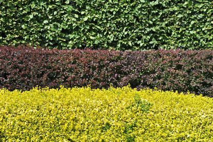 Berberis et haies de troènes dorées. Berberis et haies de troènes dorées.