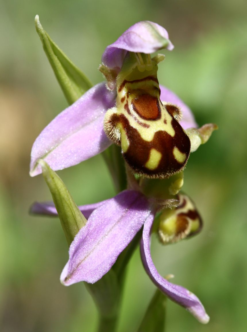 Ophrys abeille