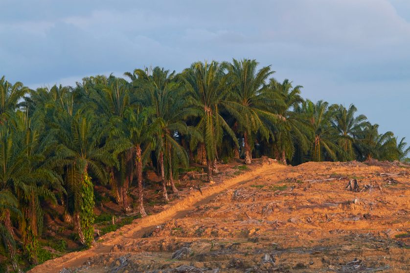 La déforestation borde la palmeraie à Bornéo