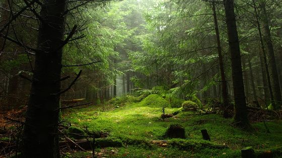 Forêt dans l'Allier ©Getty - Guillaume Temin