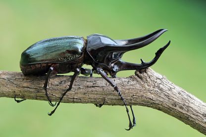 Coléoptère noir que l'on a pu apercevoir en version édulcorée dans "1001 pattes" Coléoptère noir que l'on a pu apercevoir en version édulcorée dans "1001 pattes"