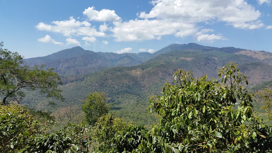 Des parcelles de café entourées de volcans.