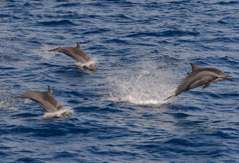 L'intelligence sociale des dauphins