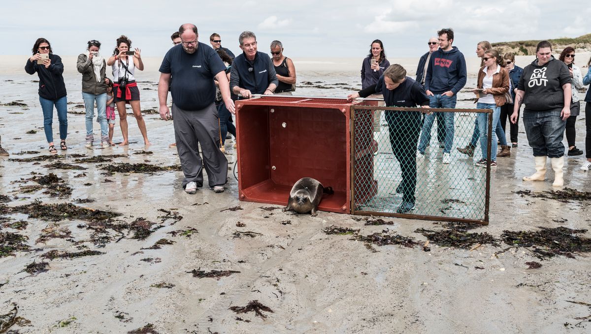 Le Bebe Phoque D Oceanopolis A Deja Parcouru Plus De 3 000 Km Vers Le Nord Le Bebe Phoque D Oceanopolis A Deja Parcouru Plus De 3 000 Km Vers Le Nord