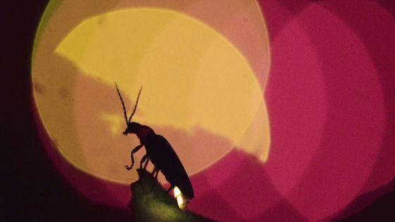 Synchronicity (2015) - Robin Meier