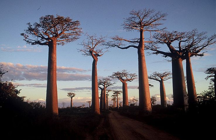 Morondava à Madagascar. La route des baobabs au soleil couchant, avril 1995