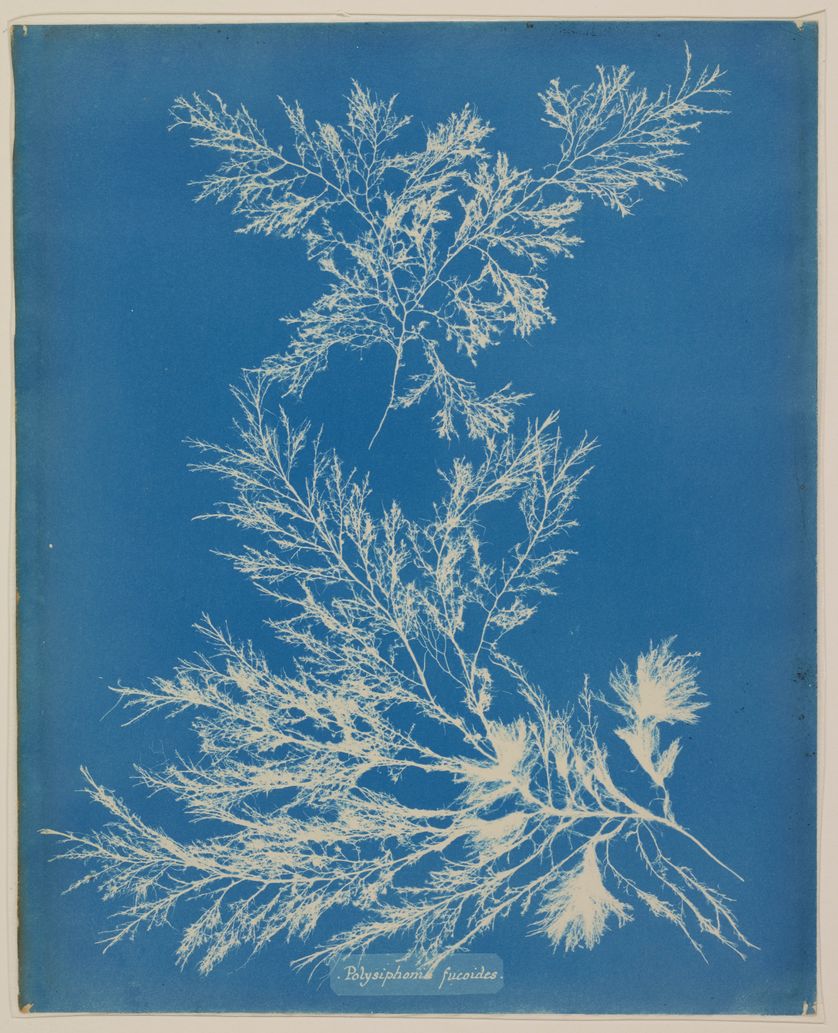 Anna ATKINS, "Photographs of British Algae, Polysiphonia fucoides", vers 1845, Cyanotype sur papier, 34 x 28 cm,