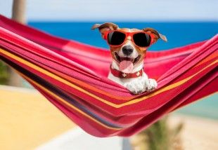 Bande à Servane chien en vacances