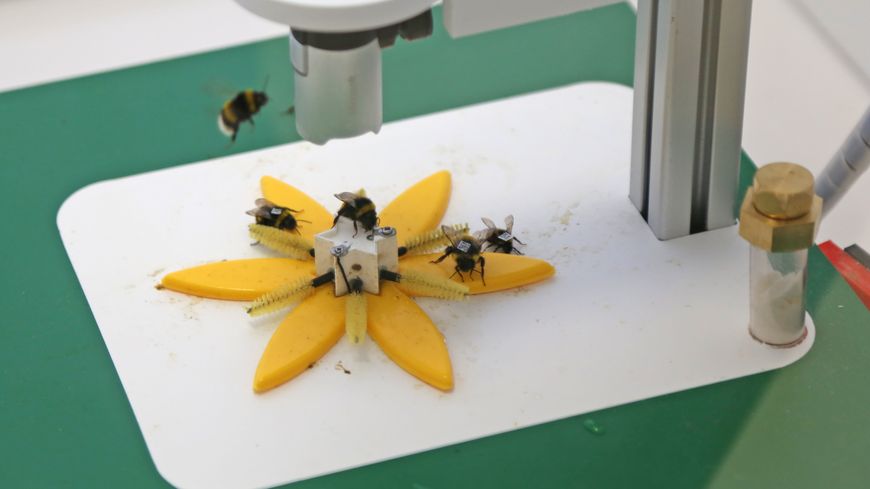 Le prototype de fleur connectée.