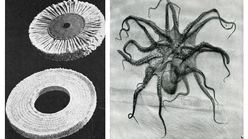 Batia Suter, "Radial Grammar"