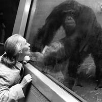 La primatologue Jane Goodall observe un chimpanzé au zoo de Zurich, le 15 janvier 1992.