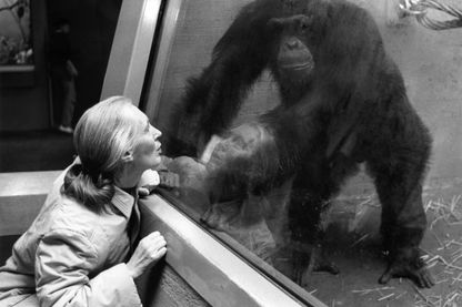 La primatologue Jane Goodall observe un chimpanzé au zoo de Zurich, le 15 janvier 1992. La primatologue Jane Goodall observe un chimpanzé au zoo de Zurich, le 15 janvier 1992.
