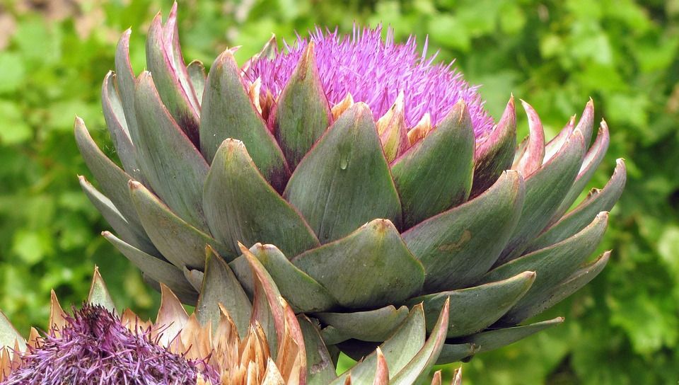 L'artichaut de Bretagne Il se met au goût du jour