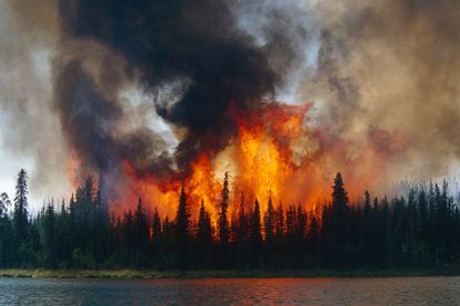 Les conséquences d'un incendie de forêt Les conséquences d'un incendie de forêt
