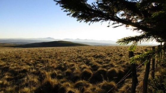 Paysage d'Auvergne au petit matin - François Cassingena-Trévedy