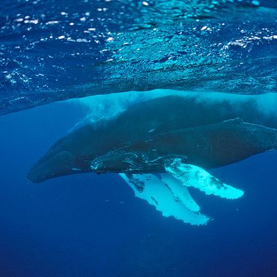 La baleine reste l'objet d'une véritable tradition romanesque, dont "Moby Dick " est le plus beau fleuron.