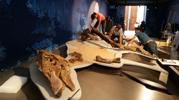 Des socleurs remontent le squelette d'un edmontosaure, avant l'ouverture de l'exposition "Un T-Rex à Paris", au Muséum national d'Histoire naturelle