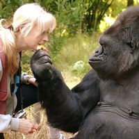Gorille femelle à l’intelligence exceptionnelle, capable de communiquer avec les humains par la langue des signes, Koko est morte mercredi 20 juin 2018, à l’âge de 46 ans.