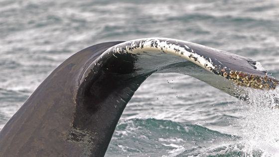 la Norvège augmente ses quotas de pêche à la baleine pour relancer l’activité ©Getty - Sylvain CORDIER