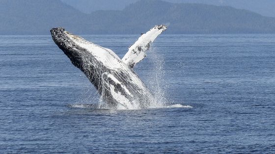 Une baleine à bosse - CC