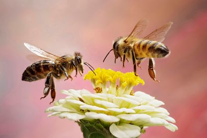 Les abeilles sont en train de disparaître à cause de nos mauvaises pratiques Les abeilles sont en train de disparaître à cause de nos mauvaises pratiques