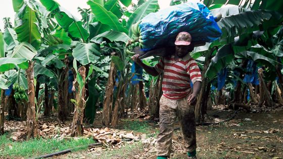 Le chlordécone est un pesticide ultra-toxique utilisé dans les bananeraies entre 1972 et 1993. ©AFP - Yadid Levy / Robert Harding Heritage