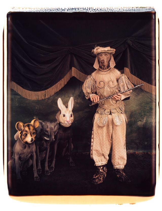 William Wegman, Tamino et sa flûte enchantée, 1996.