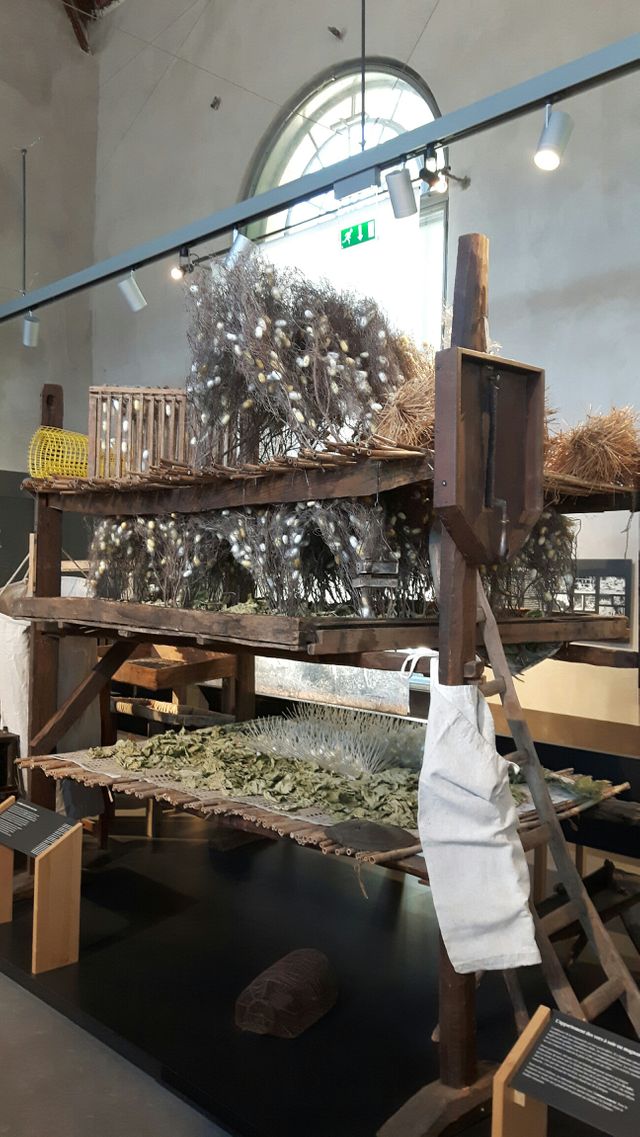 Elevage de vers à soie (musée des vallées cévenoles)