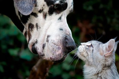Chien ou chat ? Chien ou chat ?
