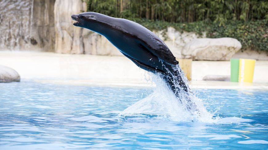 © ZooParc de Beauval