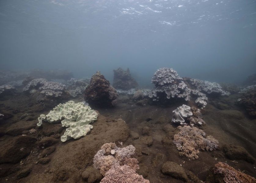 Nicolas FLOC’H, Kuroshio, Corail mou Sarcophyton sp, temp 23.7°, pH 8.00, pCO2 452 ppm, Iwotorijima. Avril 2017 - photographie couleur, - 150 X 210 cm, Leg Japon, Tara Pacific, production MuMa