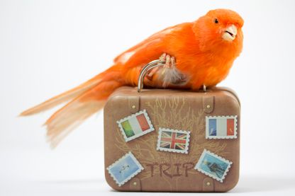 Les oiseaux, voyageurs du ciel Les oiseaux, voyageurs du ciel